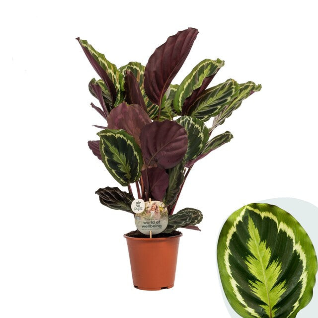 Calathea 'Medallion' Air so Pure (Brand or Plants) - Indoor Plants - Windyridge Garden Centre