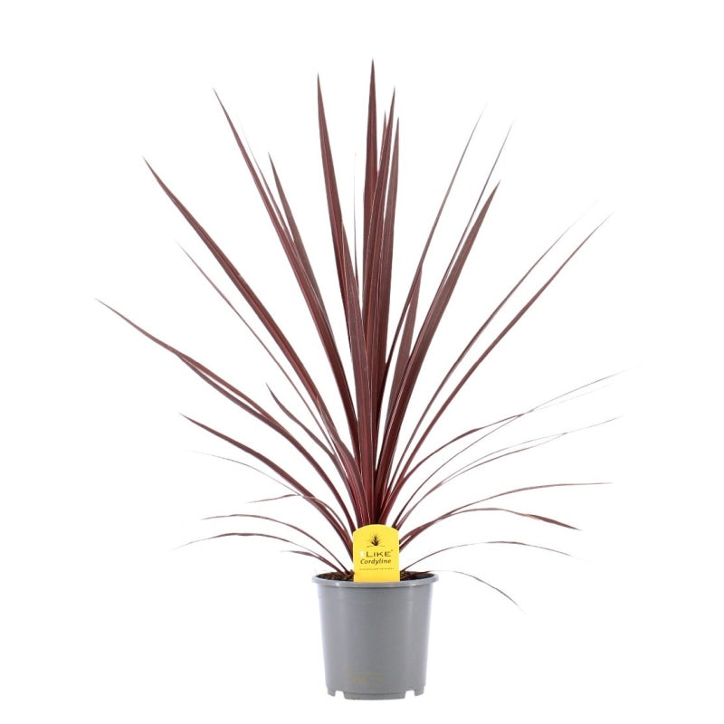 Cordyline Austr. Red Star P17 - Herbaceous - Windyridge Garden Centre