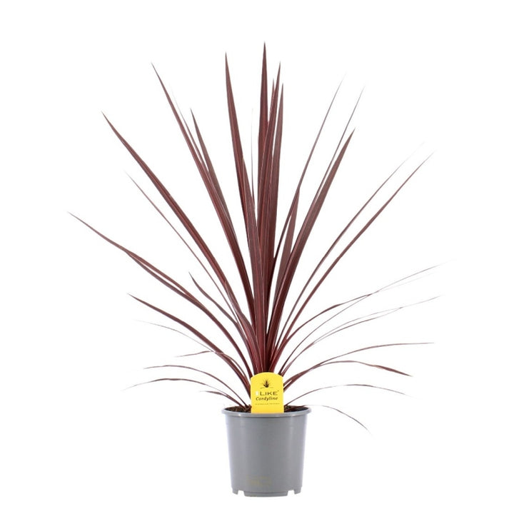 Cordyline Austr. Red Star P17 - Herbaceous - Windyridge Garden Centre