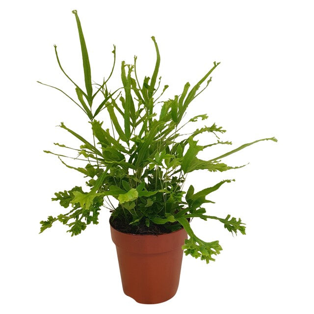 Pteris cretica 'Roeweri' . - Indoor Plants - Windyridge Garden Centre