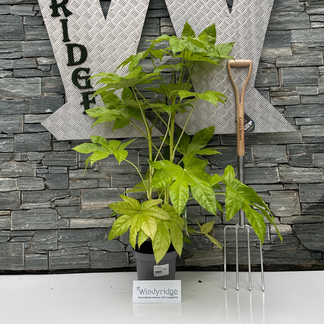 FATSIA japonica