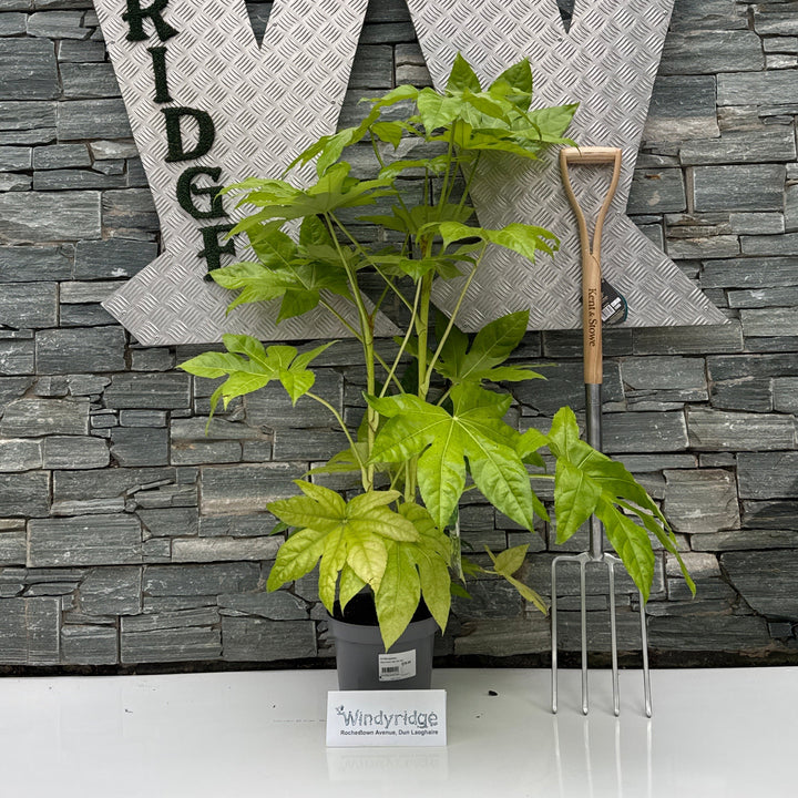 FATSIA japonica