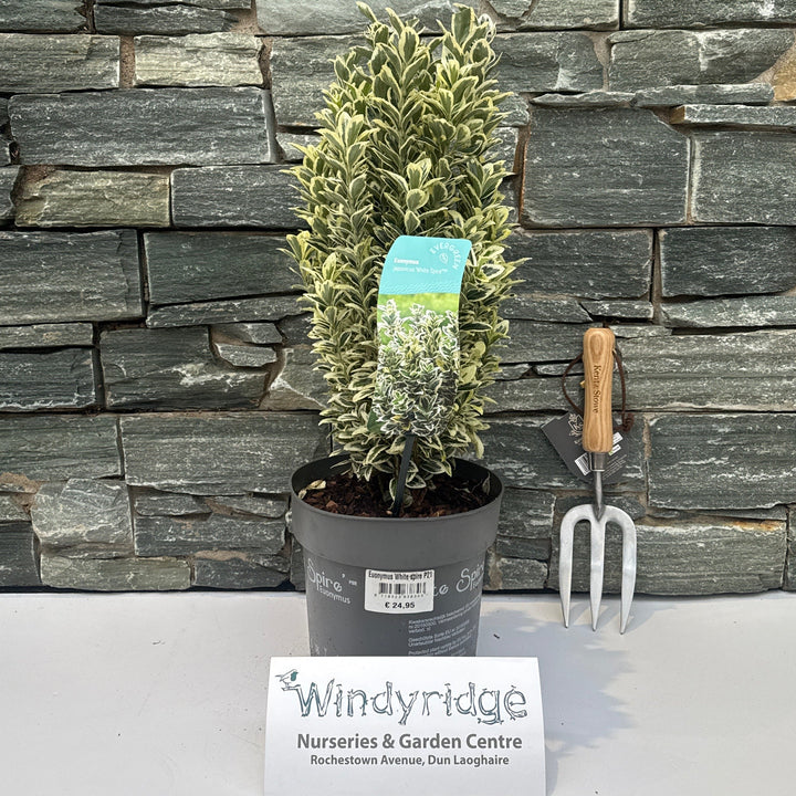Euonymus White spire P21