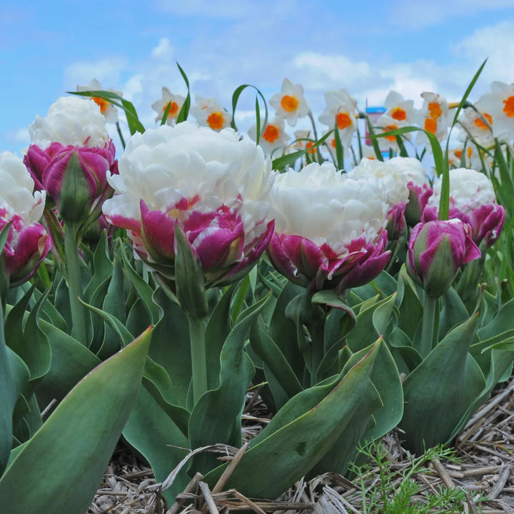 TULIPA ICE CREAM x 8