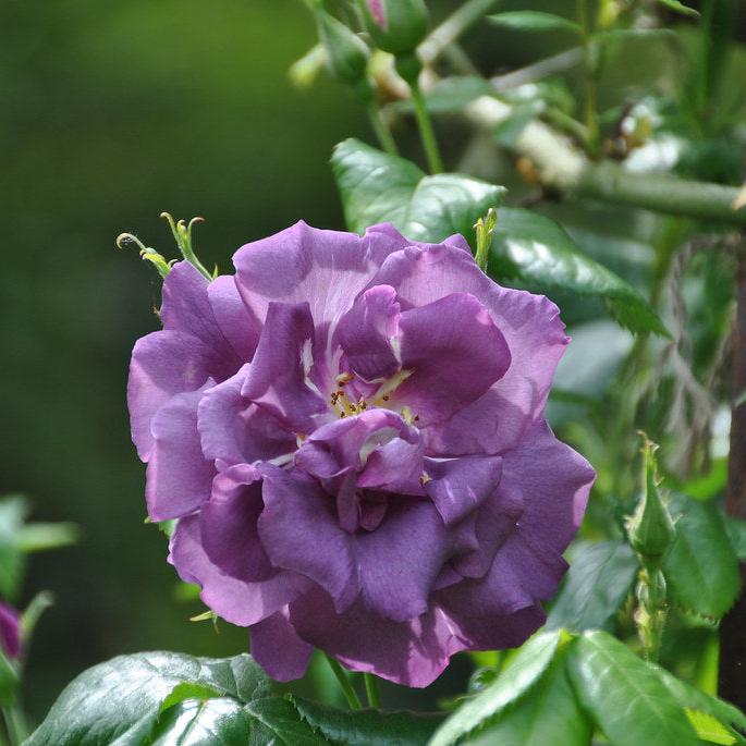 ROSA-RHAPSODY-IN-BLUE-Flower-1