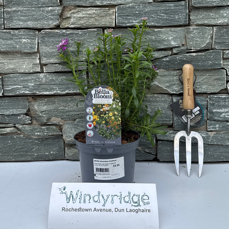 IBERIS Absolutely Amethyst - Herbaceous - Windyridge Garden Centre