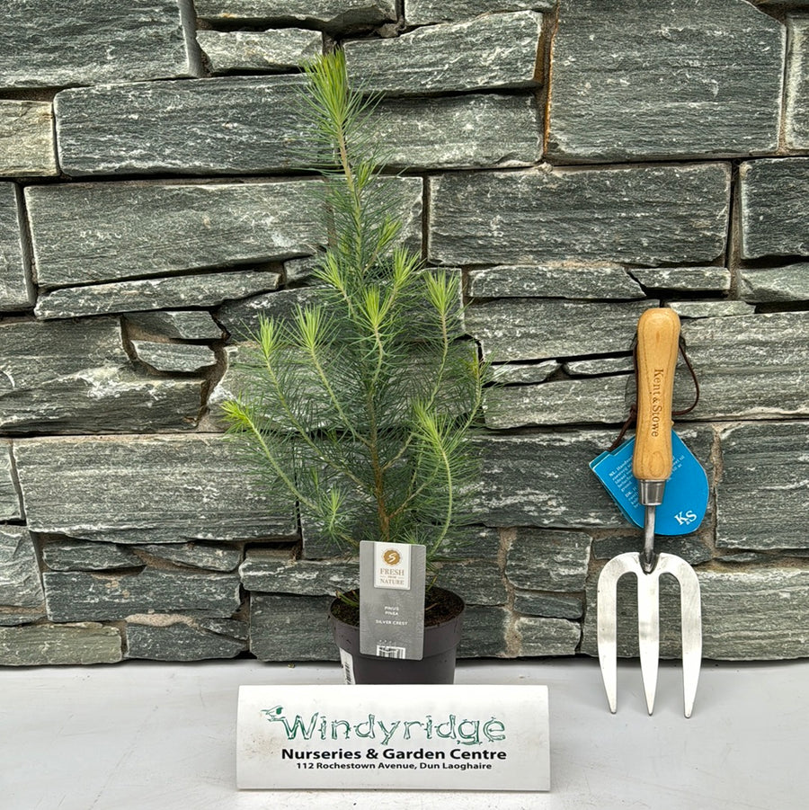 Pinus Pinea Silver Crest - Shrubs - Windyridge Garden Centre