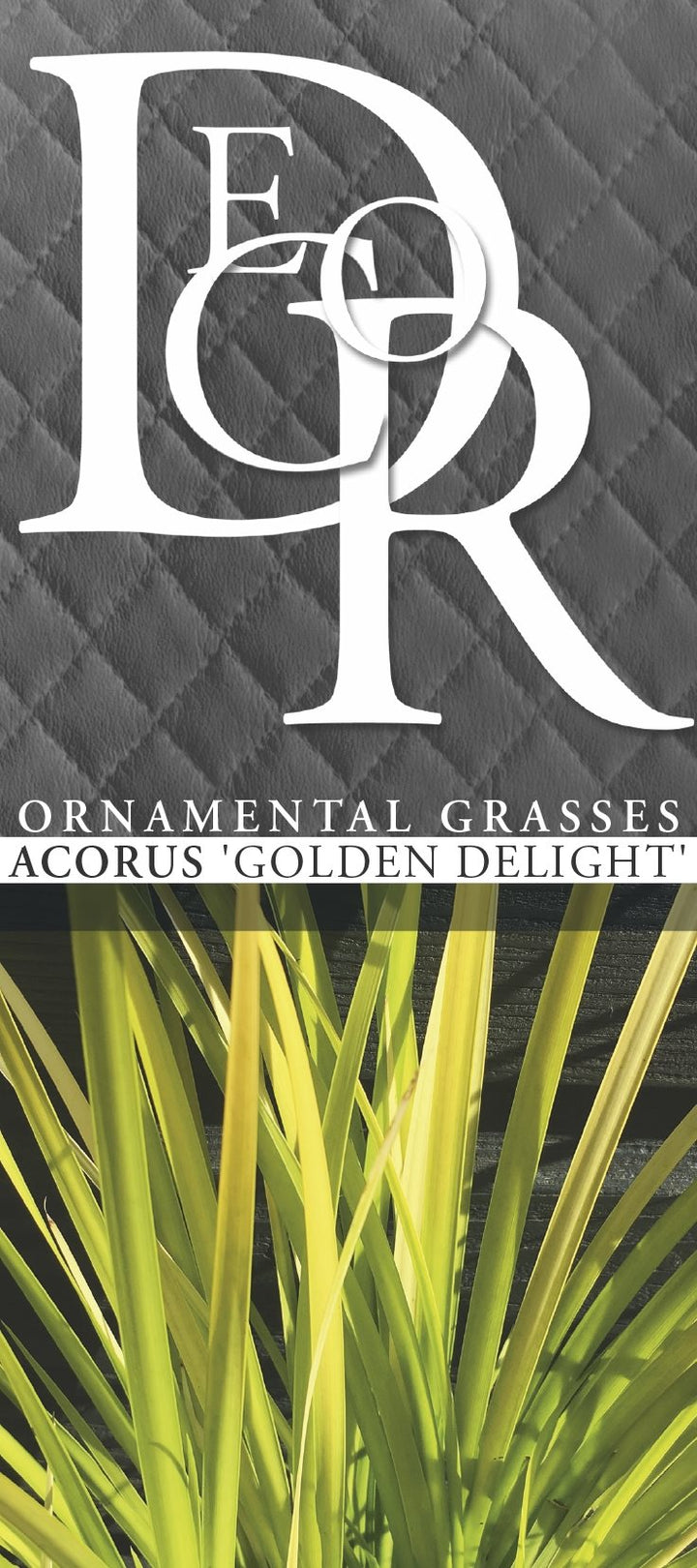 Acorus Golden Delight