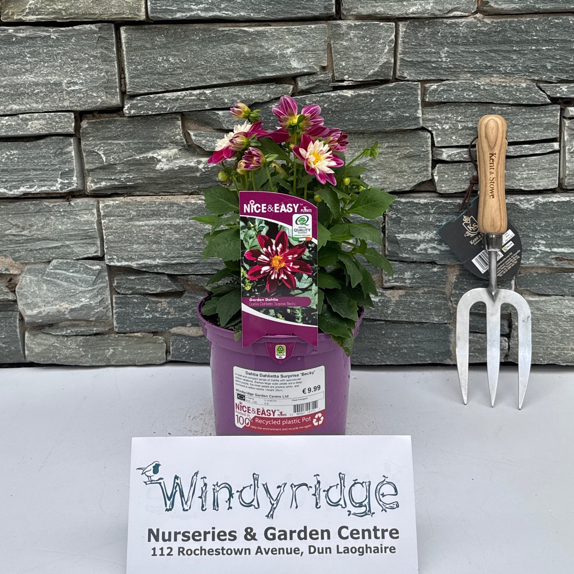 Buy Dahlia Dahlietta Surprise Becky Online | Windyridge Garden Centre ...