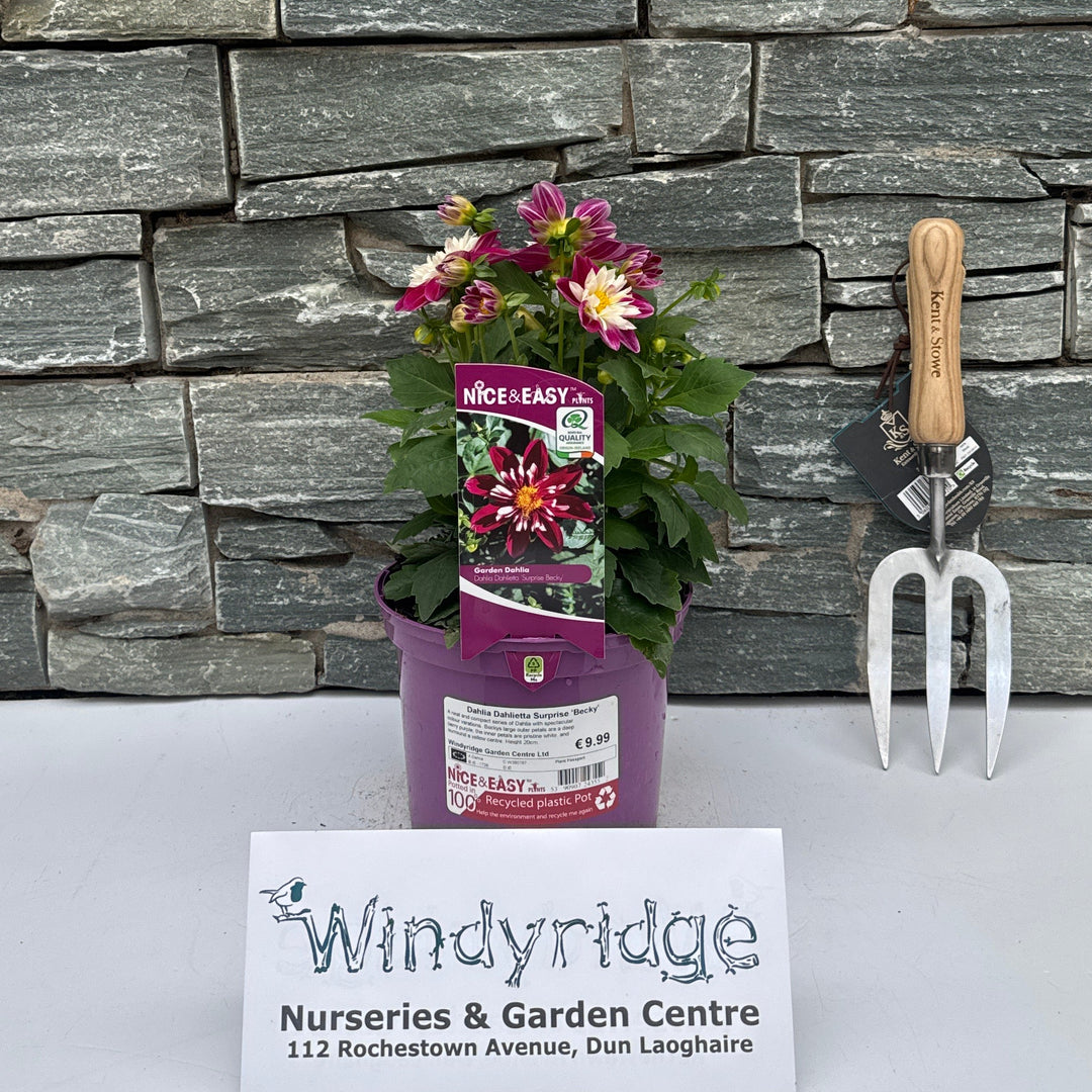Dahlia Dahlietta Surprise Becky - Herbaceous - Windyridge Garden Centre