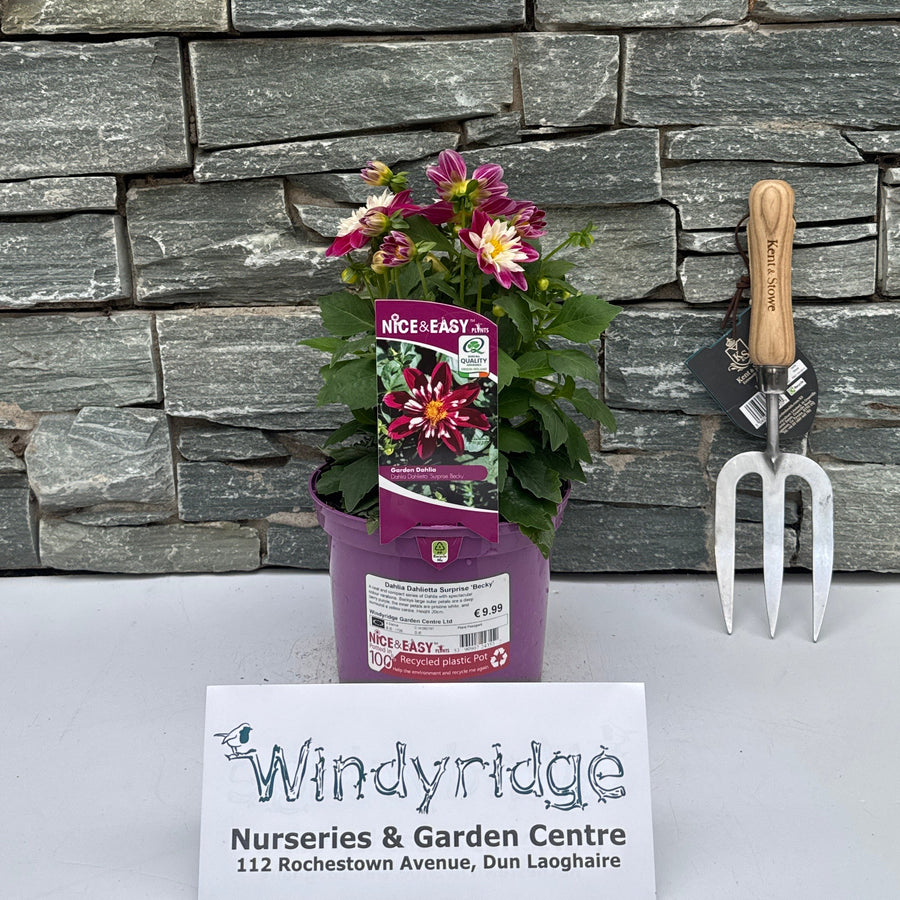 Dahlia Dahlietta Surprise Becky - Herbaceous - Windyridge Garden Centre