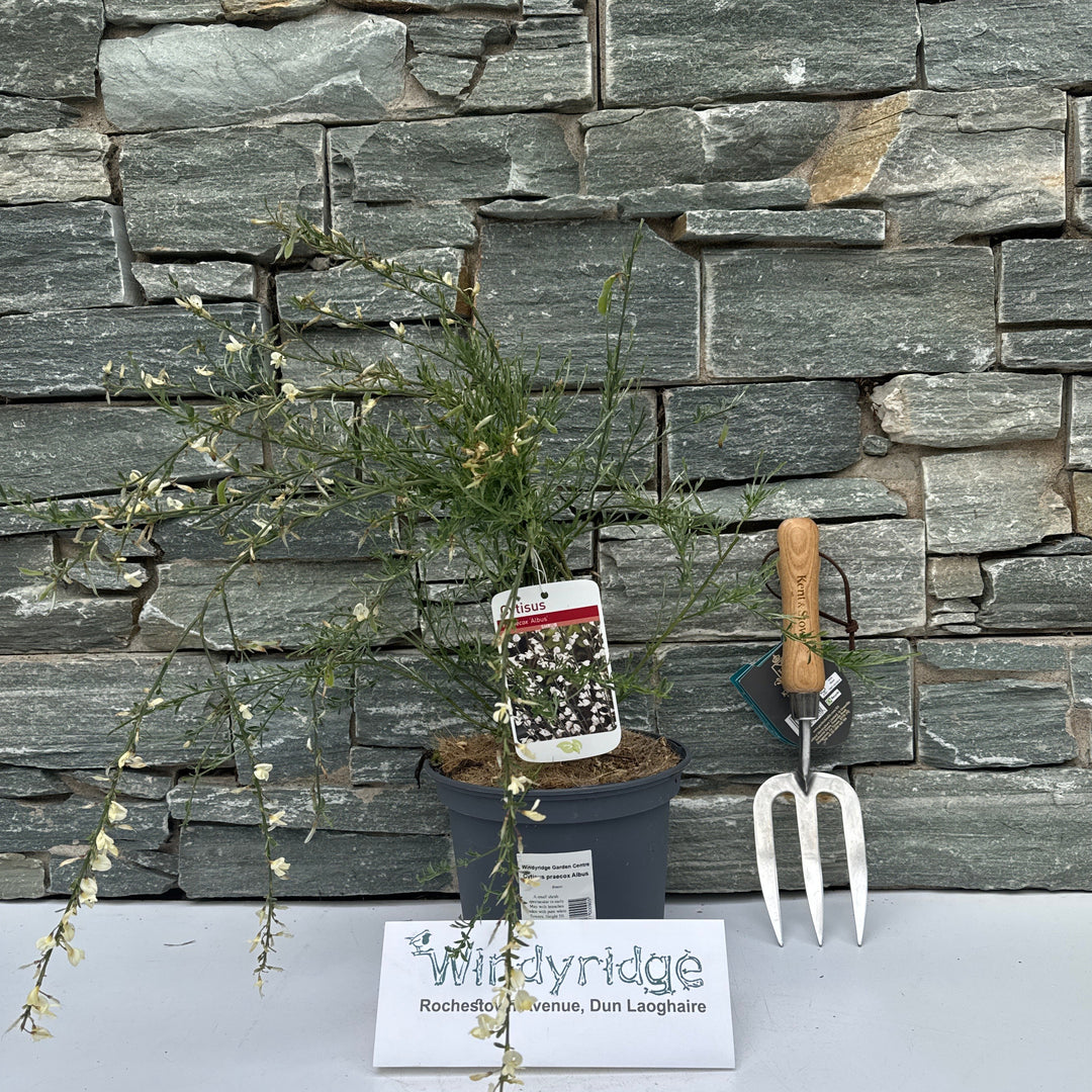 Cytisus praecox Albus