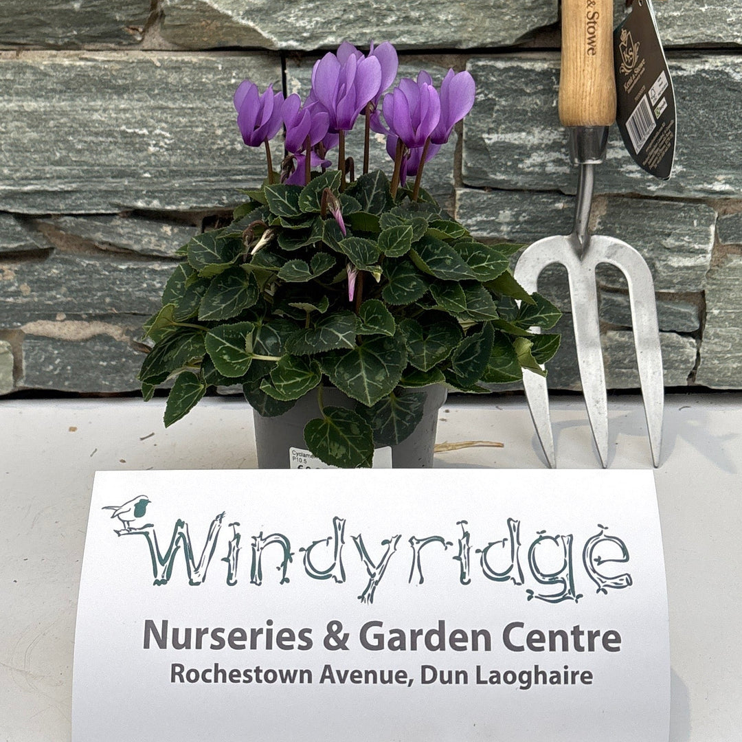 Cyclamen Dragon Blue mix  P10.5