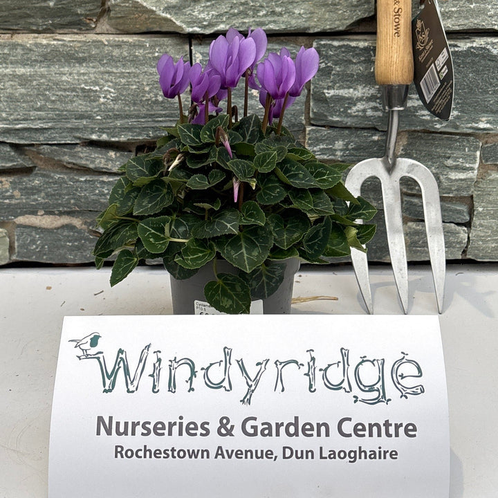 Cyclamen Dragon Blue mix  P10.5