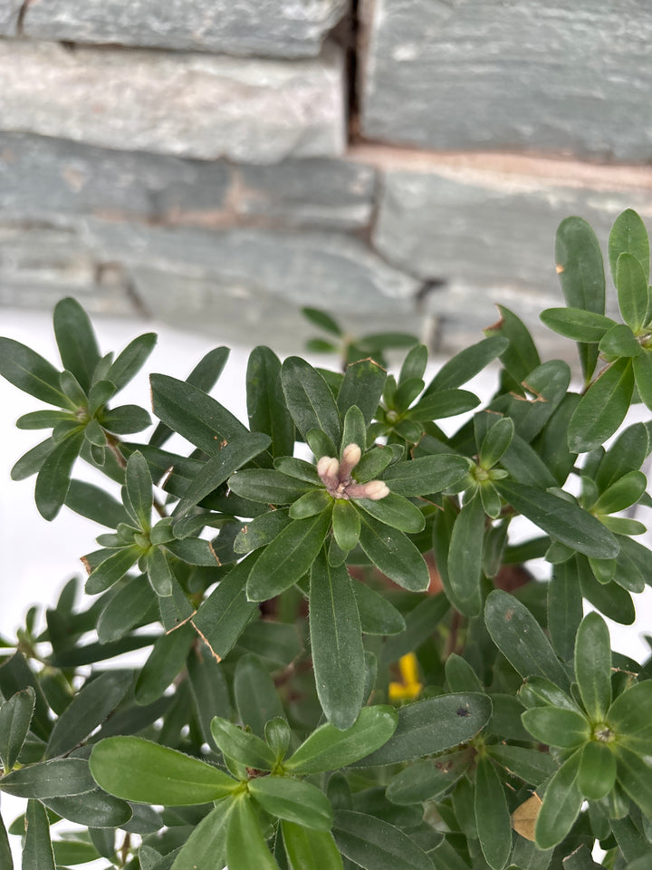 Daphne in varieties
