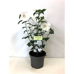 Hibiscus syriacus 'Totus Albus'