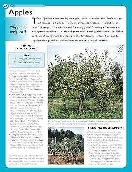 Home Gardener s Pruning