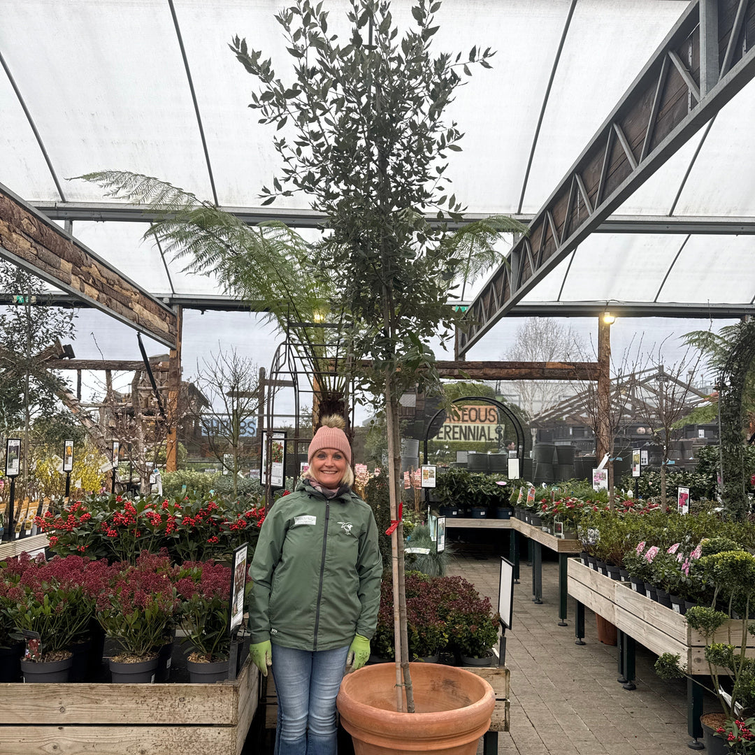 Quercus Ilex Std - Trees - Windyridge Garden Centre