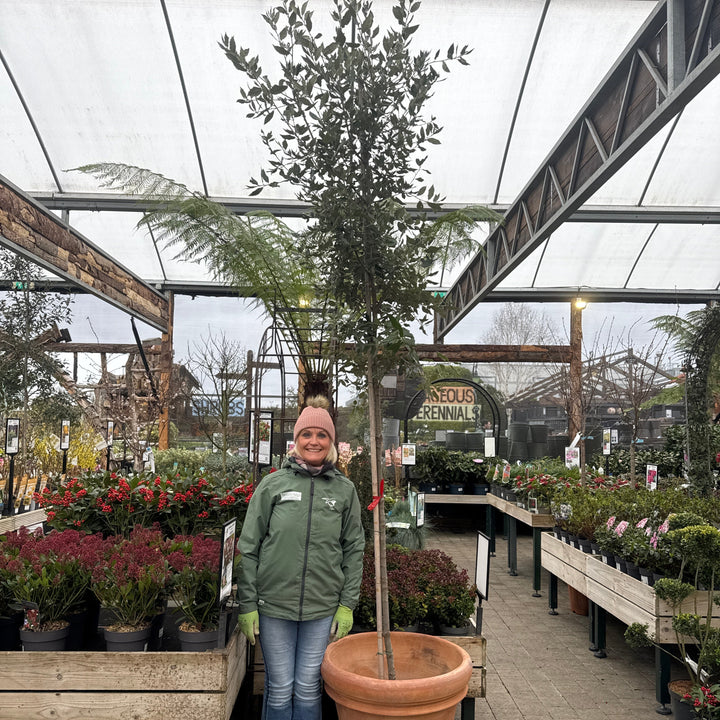 Quercus Ilex Std - Trees - Windyridge Garden Centre