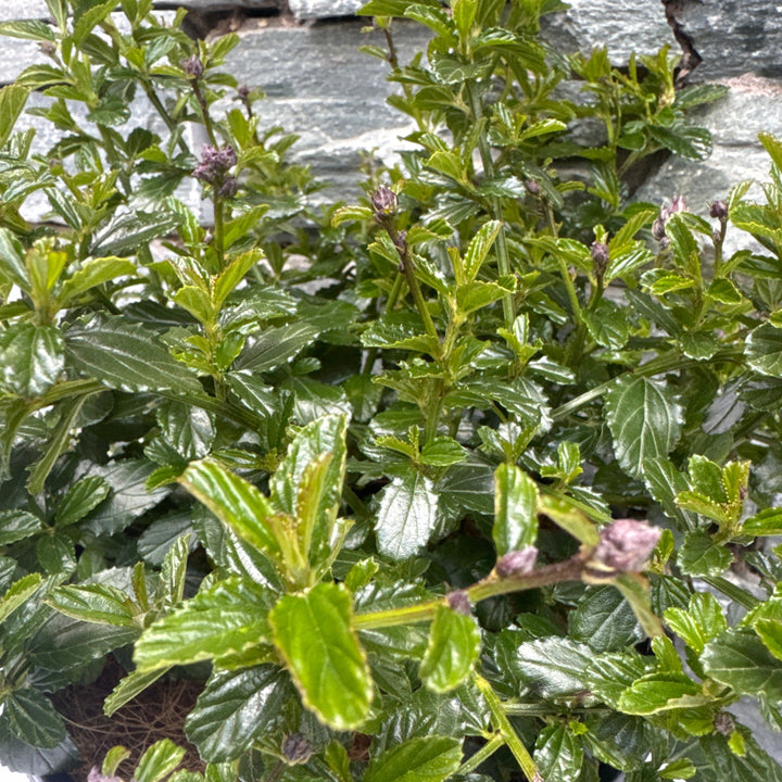 CEANOTHUS thyr.  Repens