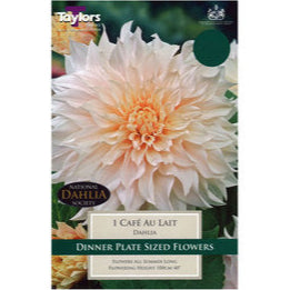 Dahlia Cafe au Lait