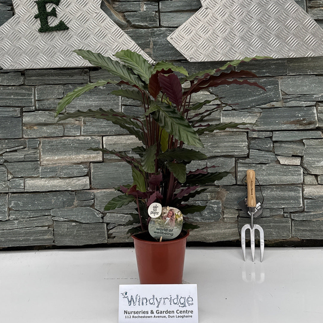 Calathea rufibarba Air so Pure (Brand or Plants) – Windyridge Garden Centre