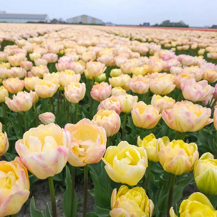 Tulipa 'Creme Upstar' 7