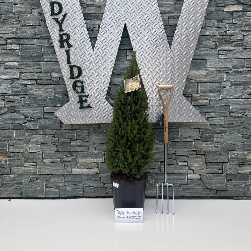 Large decorative letter 'W' with 'INDYRIDGE' on a stone surface.