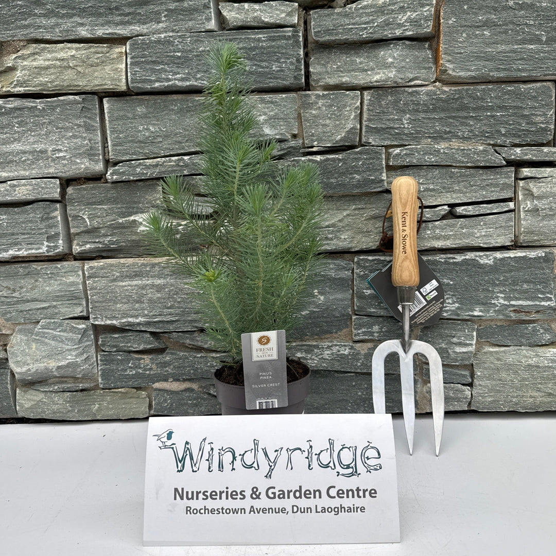 Pinus pinea Silvercrest  P10.5