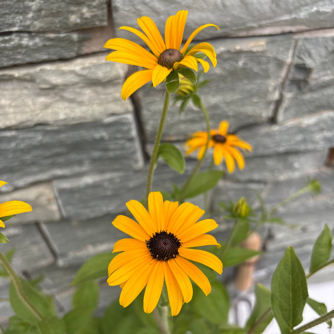 RUDBECKIA var Deamii