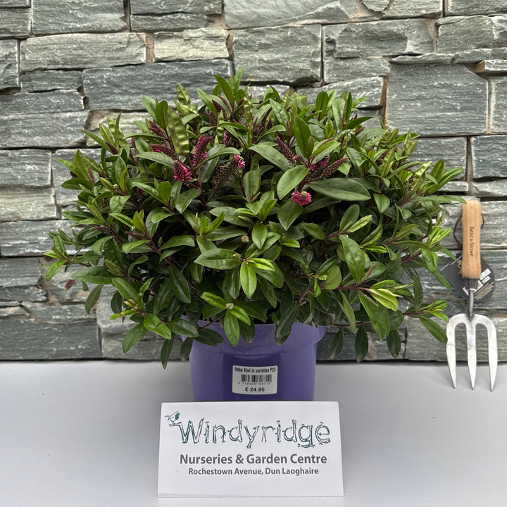 Hebe Kiwi in varieties P23 (5 Ltr) 45cm