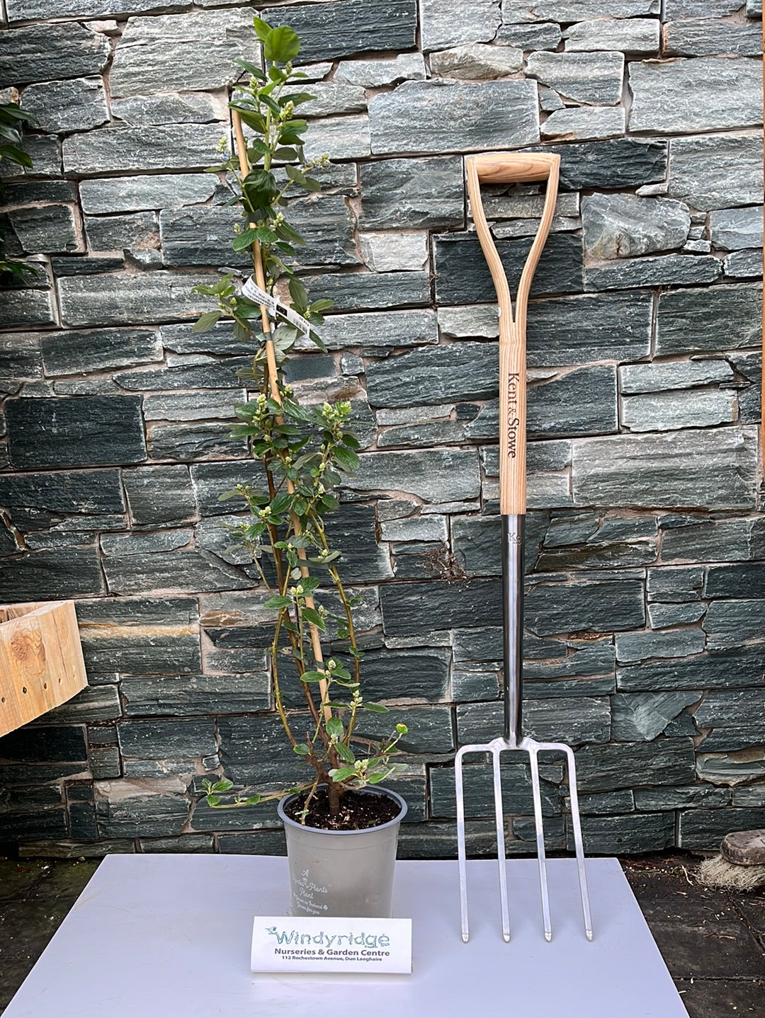 CEANOTHUS-TREWITCHEN-BLUE-Trellis-Potted