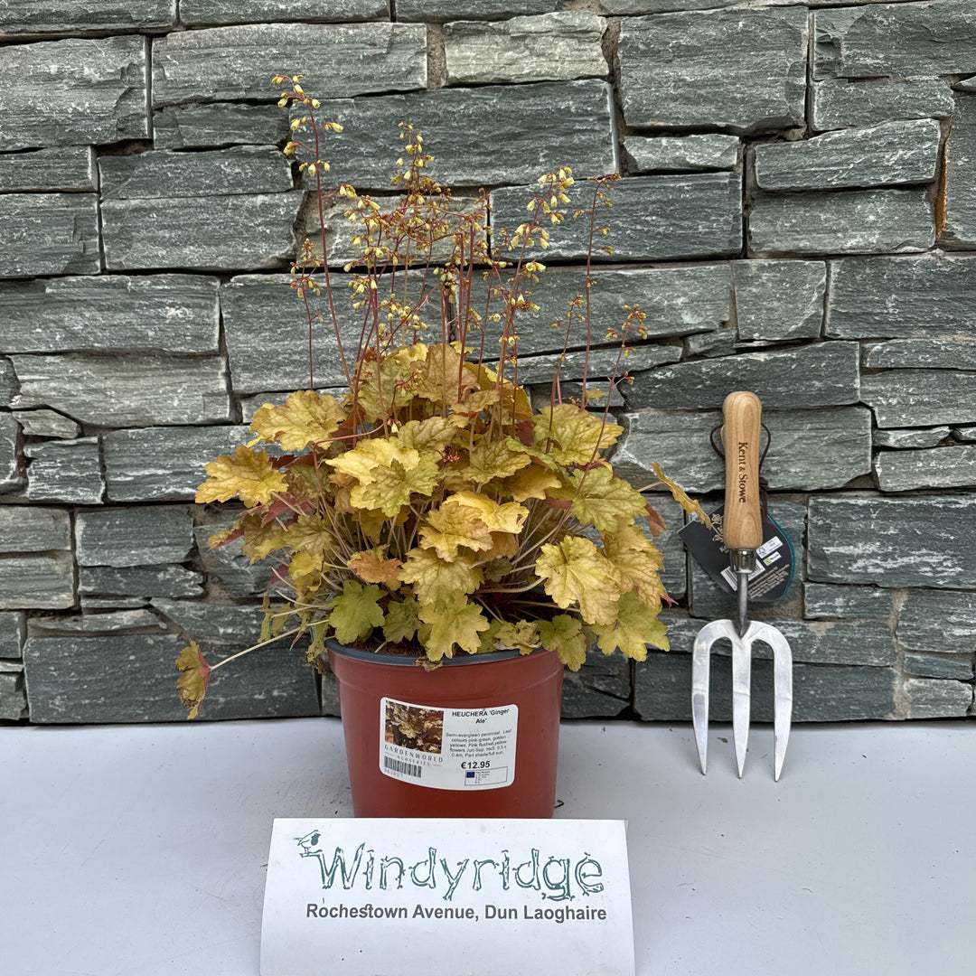 HEUCHERA 'Ginger Ale'