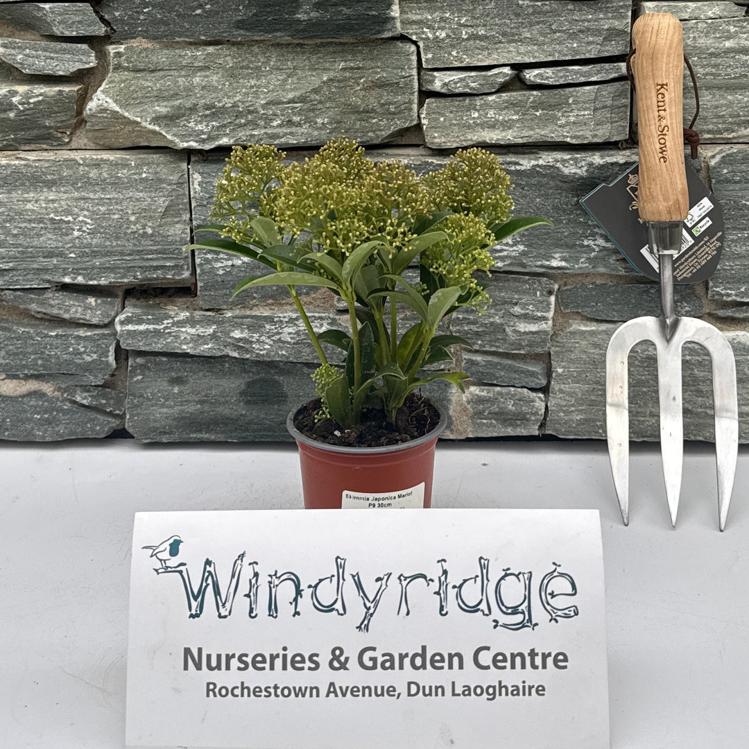 Skimmia Japonica Marlot P9 30cm