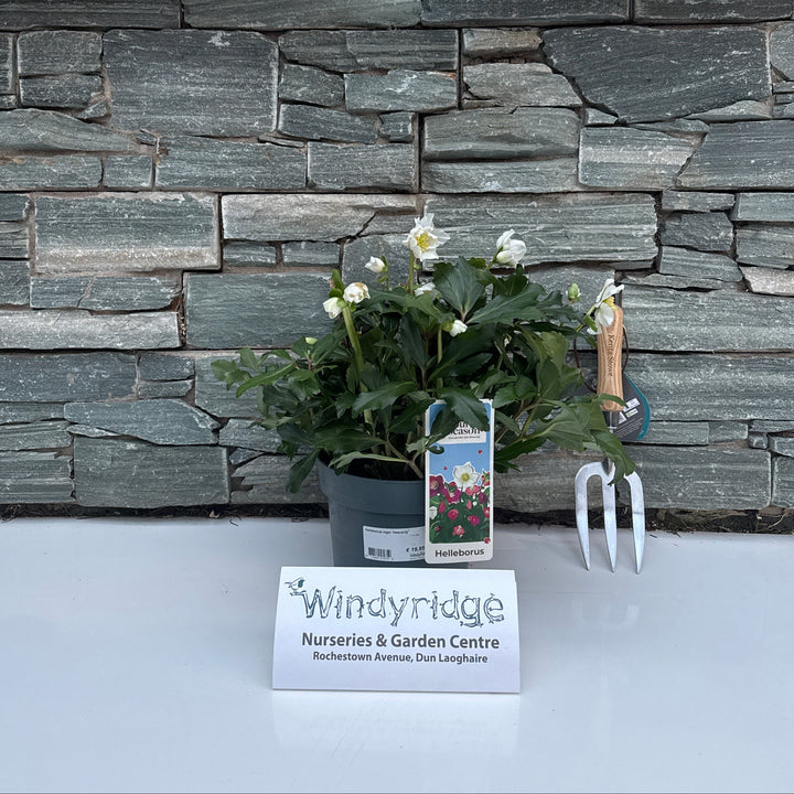 Helleborus niger Heavenly  3 Ltr pot