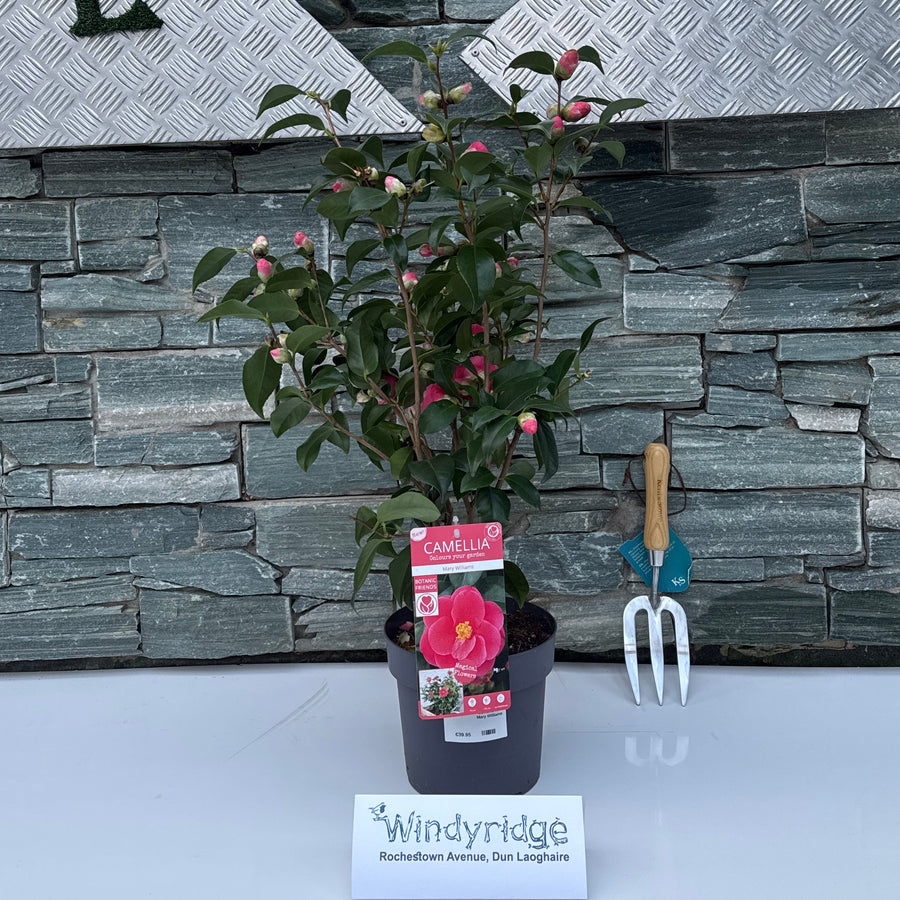 Camellia Ret. Mary Williams - Shrubs - Windyridge Garden Centre
