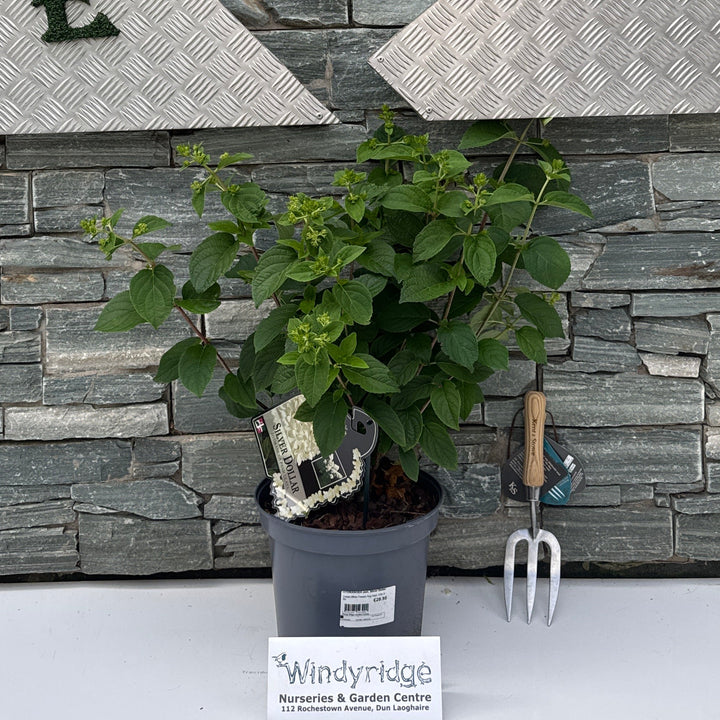 HYDRANGEA pan. Silver Dollar