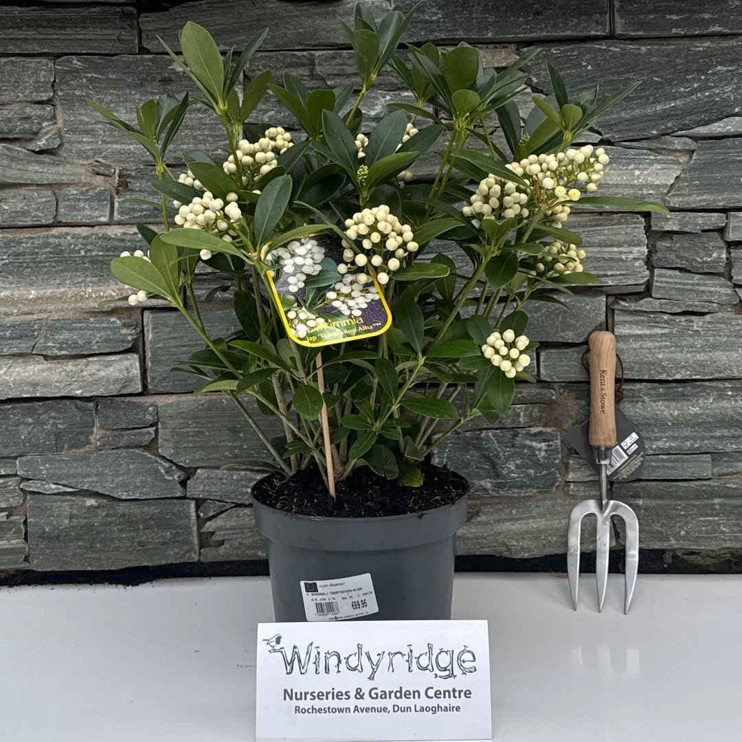 SKIMMIA J. TEMPTATION ALBA