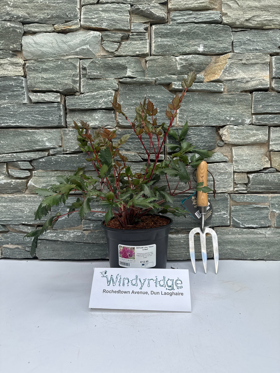 ASTILBE chin. Vision in Red 3L
