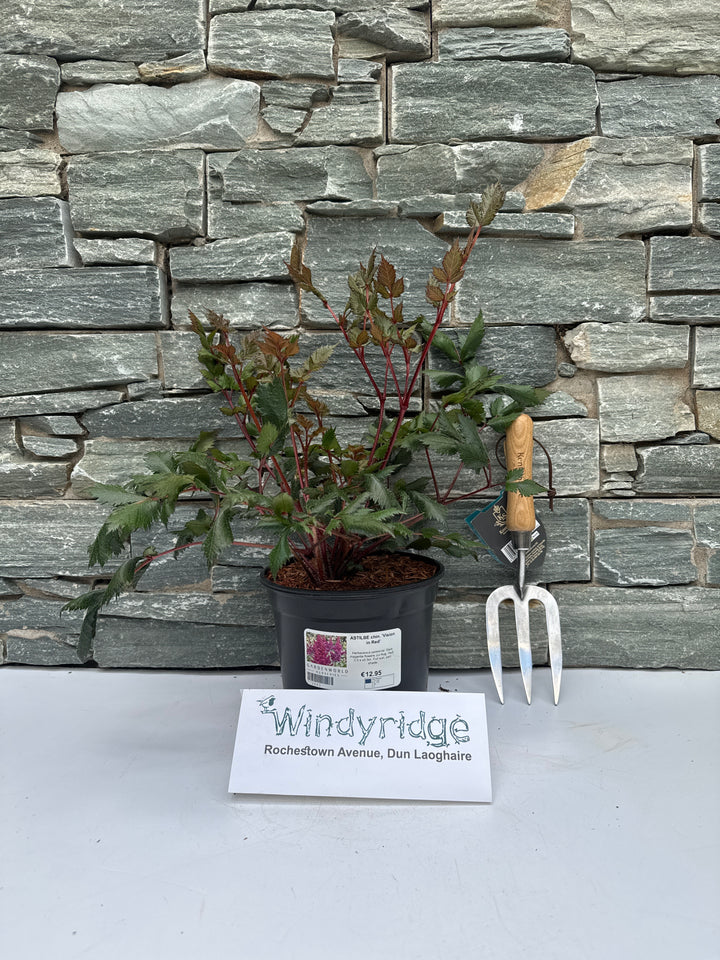 ASTILBE chin. Vision in Red 3L