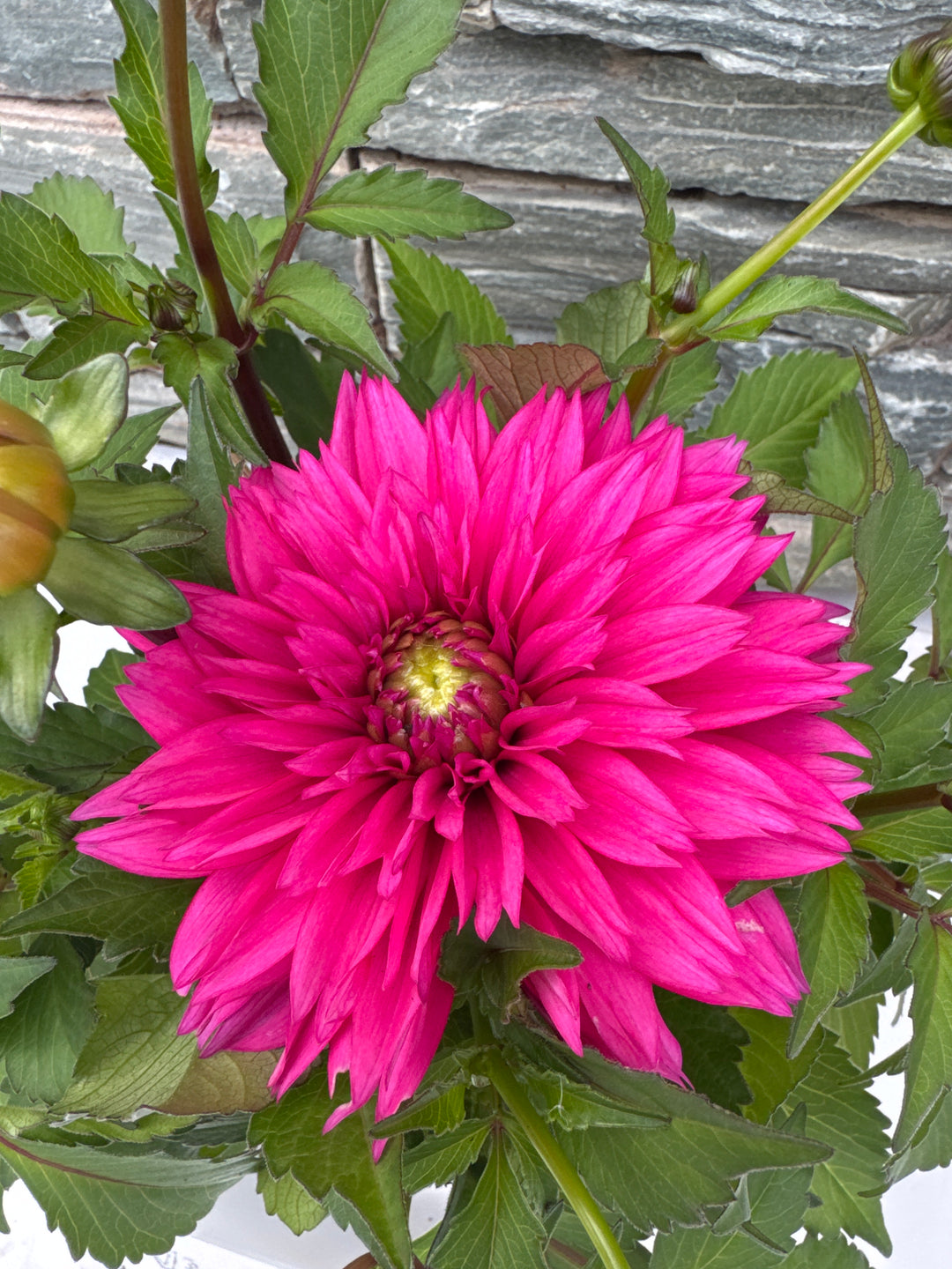 Dahlia Labella Maggiore Fun Deep Rose