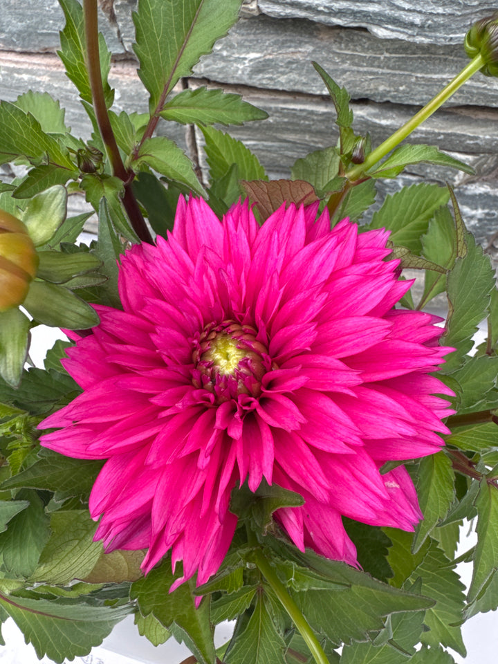 Dahlia Labella Maggiore Fun Deep Rose