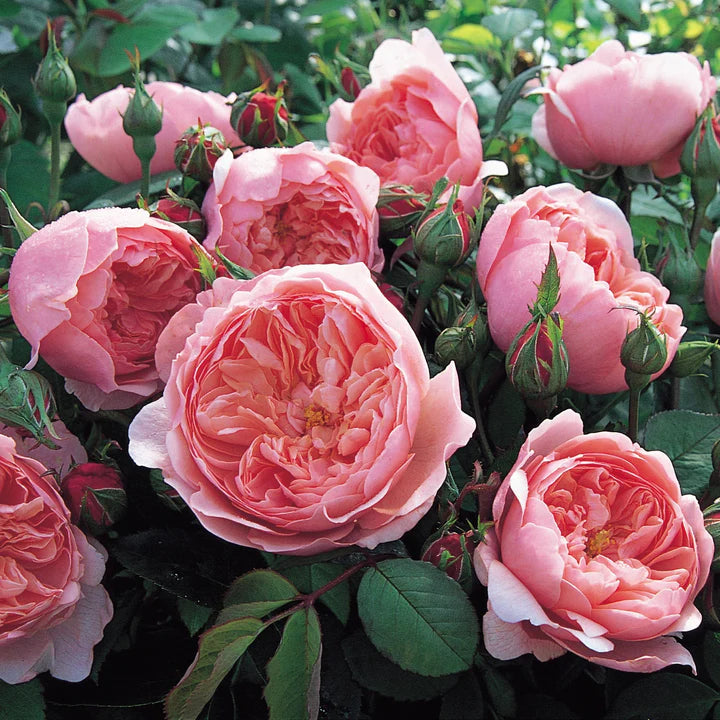 David-Austin-Rosa-The-Alnwick-Rose-Flower