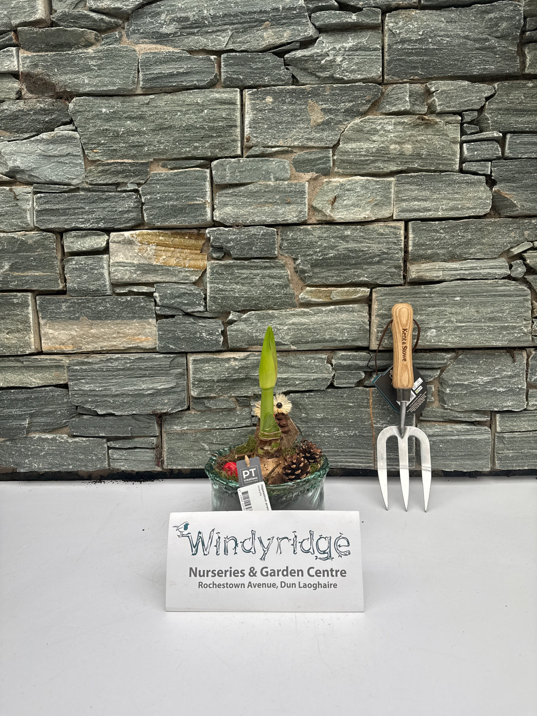 Hippeastrum arrangement  18 cm glass pot