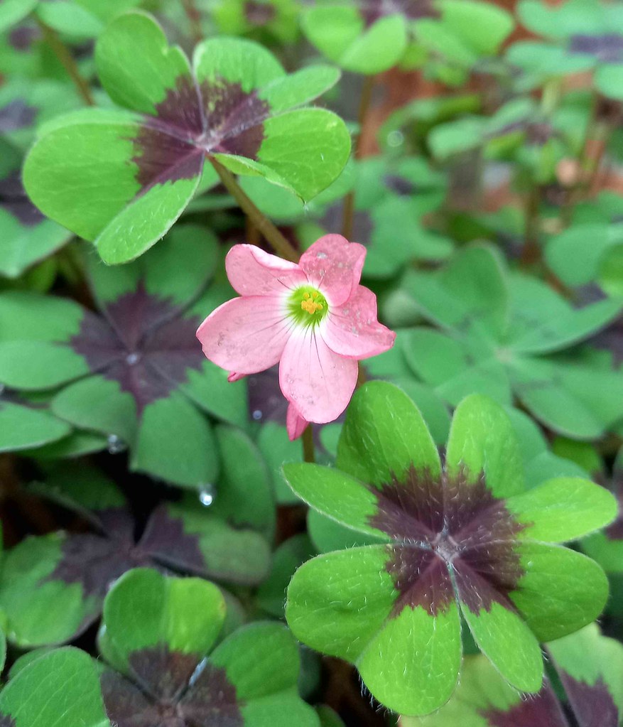 Oxalis Deppei - Indoor Plants - Windyridge Garden Centre