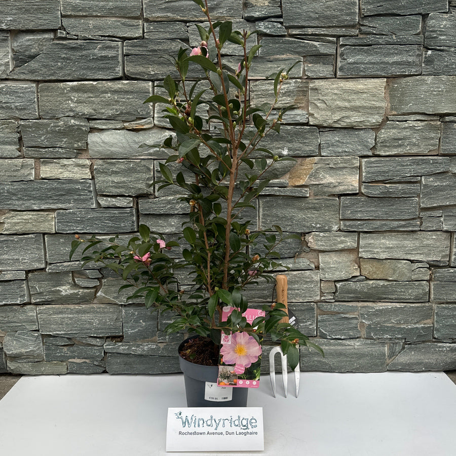Camellia Sas. Pink - Shrubs - Windyridge Garden Centre