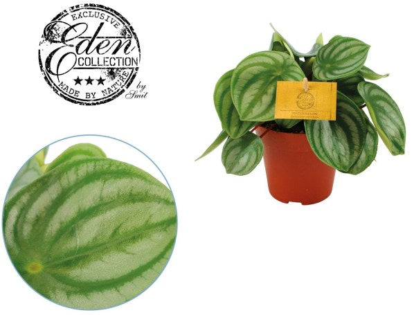 Peperomia-argyreia-Potted-1