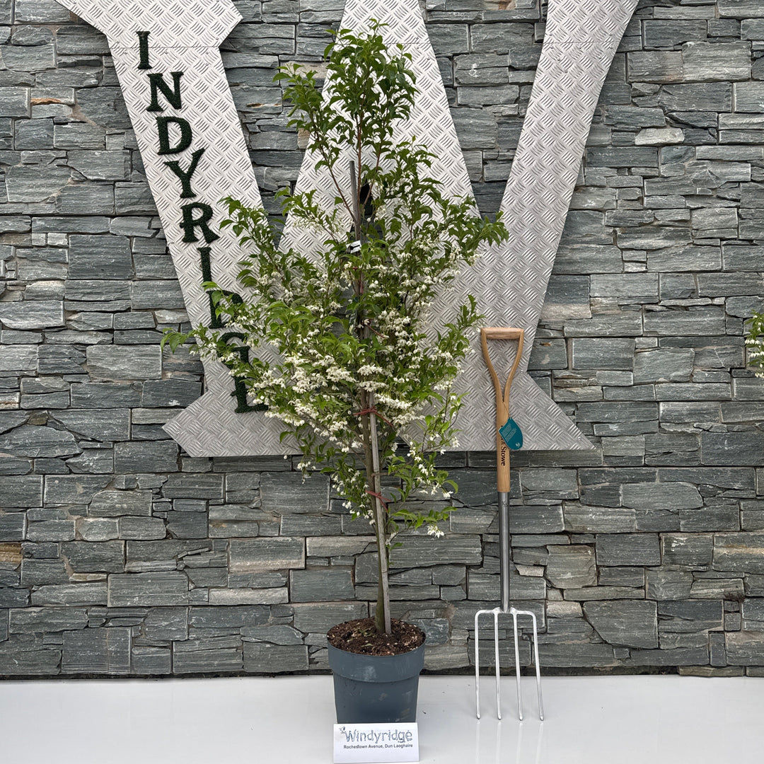 Styrax japonicus June Snow (pbr)