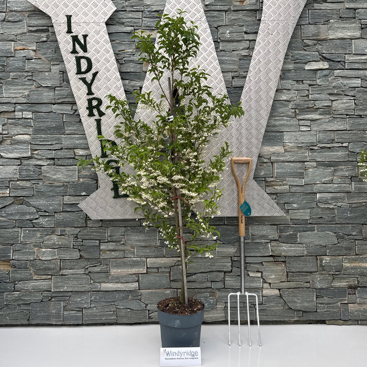 Styrax japonicus June Snow (pbr)
