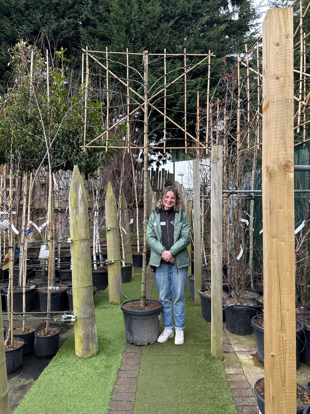Liquidambar s. Worplesdon C45 HS Pleached 12/14 180cm stem 150x120